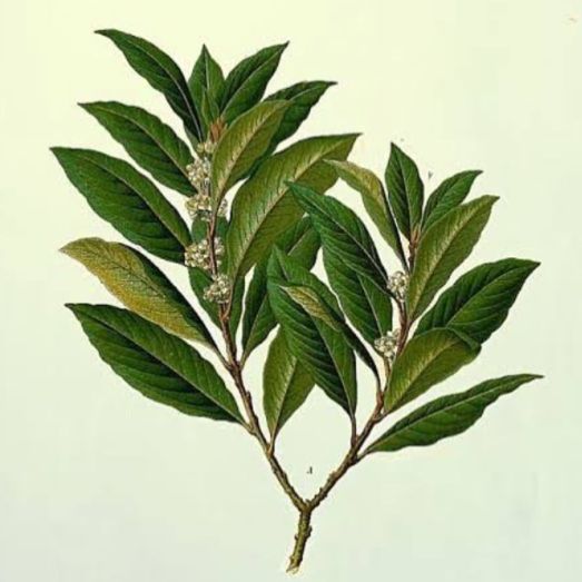 Bay Leaf Magic