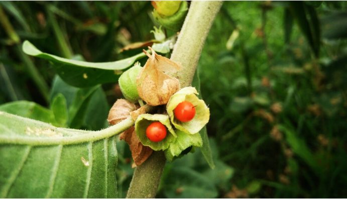 Read: The Benefits of Ashwagandha